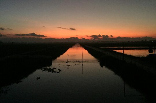 Thai Binh anh nguy n Pexels 540x356