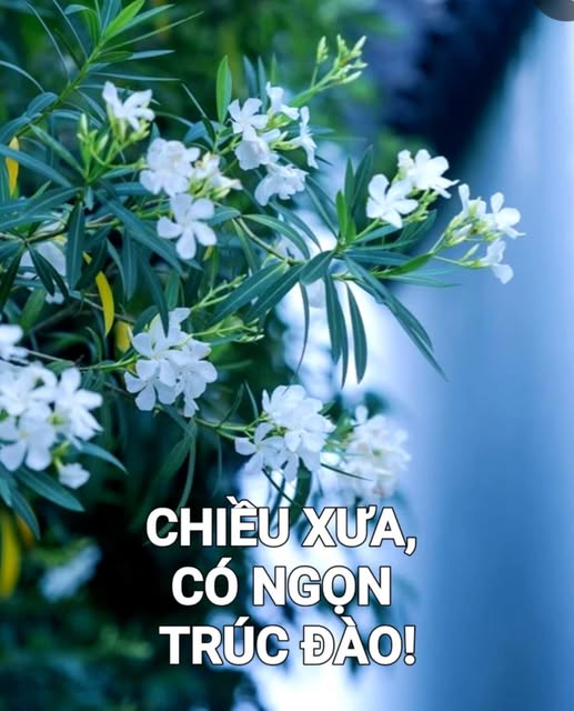 chieuxuacongontrucdao