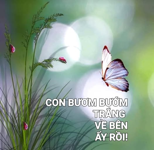 conbuombuomtrangvebenayroi