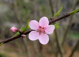 cophaihoadaotrongmatem