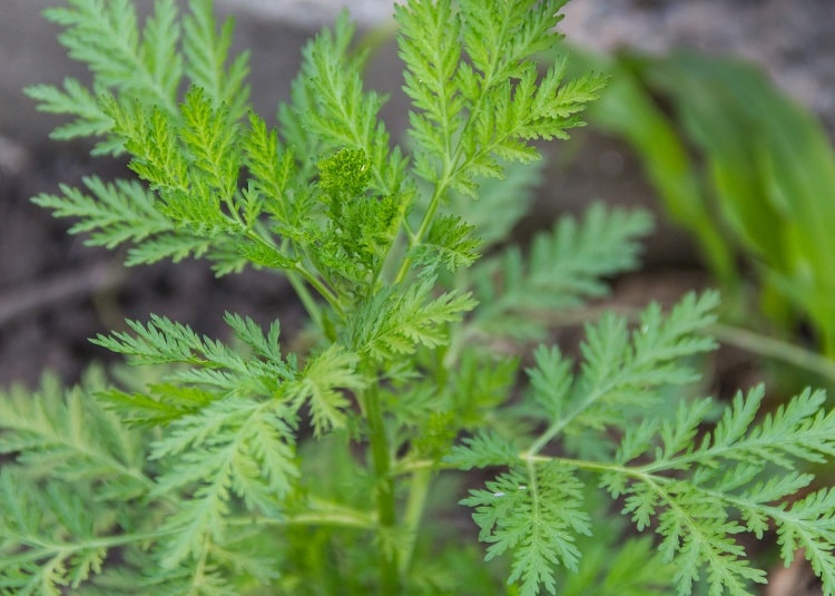Artemisia annua 3