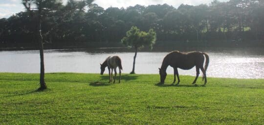 Dalat Gau xam Unsplash 540x257