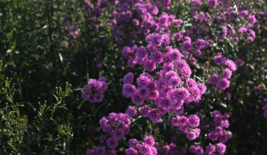 Dalat Hau Nguyen Unsplash 540x313