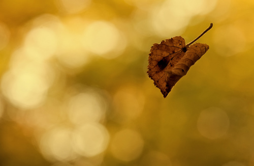 falling leaf