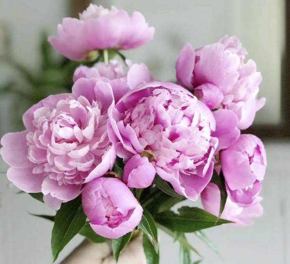 hoamaudontrensongbien1