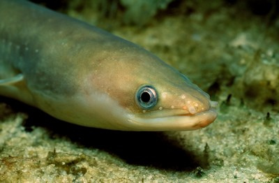 luon 01 anguila anguila