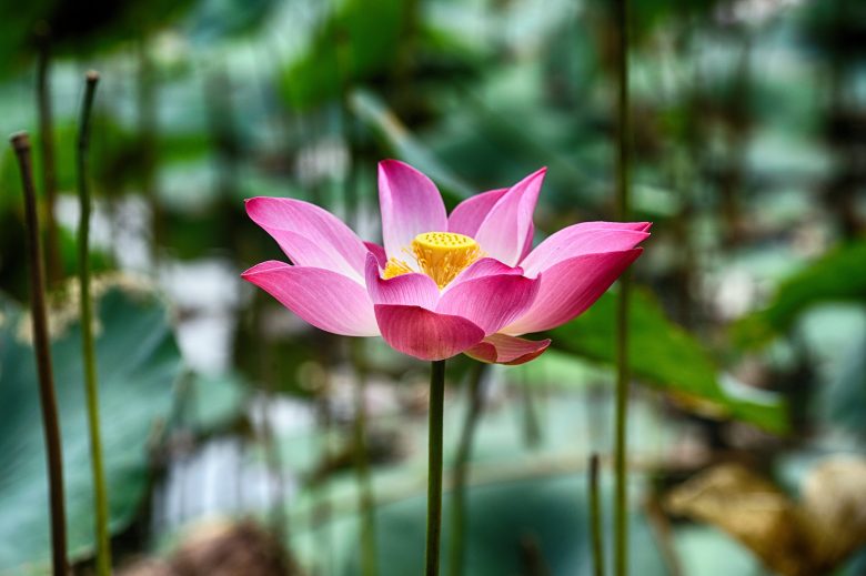 pexels thai nhan 8326078 780x519