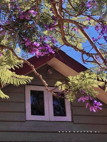 vetloangphuongtimltnn