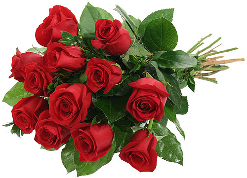 red roses