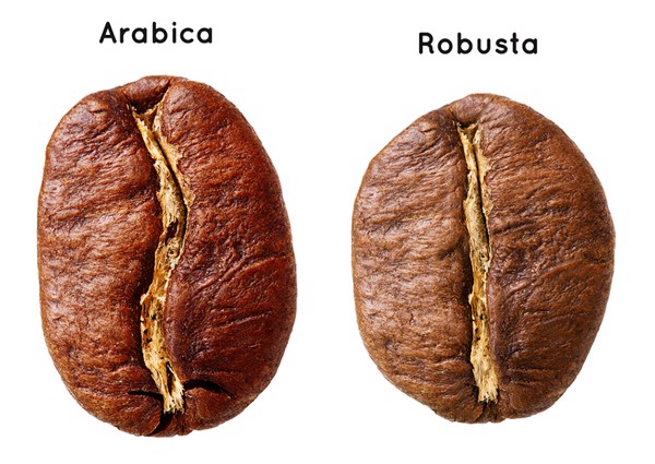 1arabica and robusta coffee beans ddkaffee grande