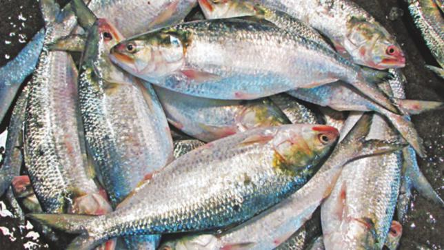hilsa fish